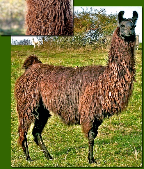 LamastutenVisvirita01