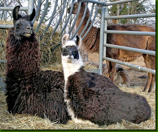 LamastutenVisviritaShania