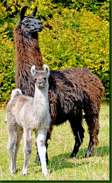 LamastutenVisvirita04