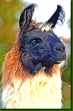 LamastutenYacondaP4a