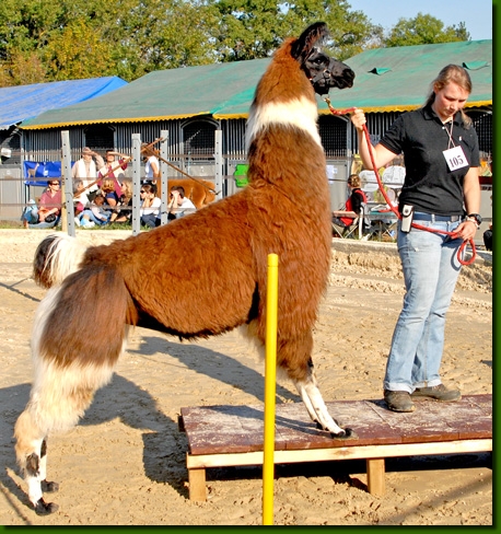 LamastutenYaconda05lp