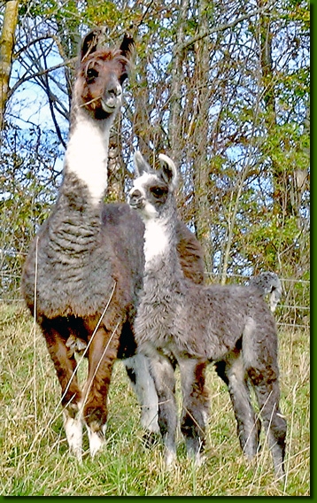 LamastutenYurikoYakira2