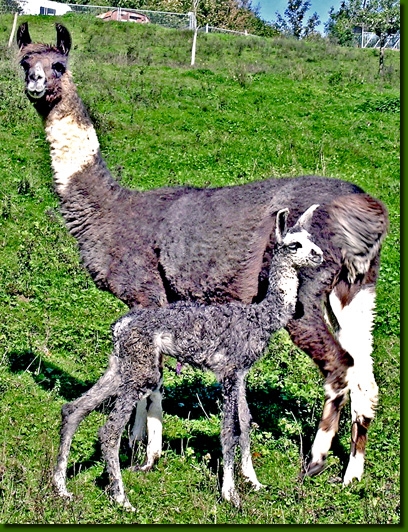 LamastutenYurikoYakira
